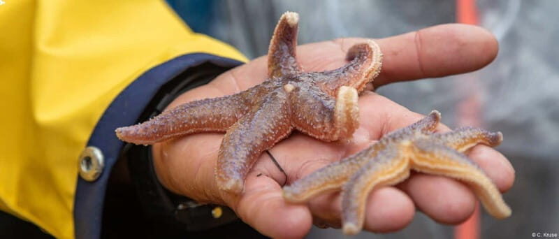 Föhr: Boat trip to the seals - Final thoughts