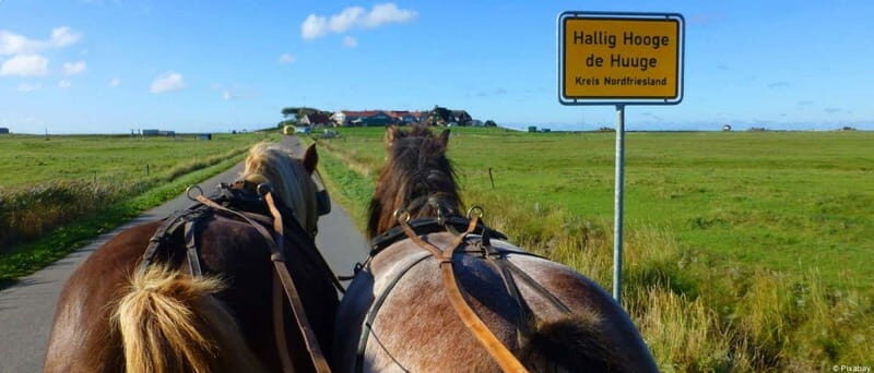 Föhr: Day trip by boat to Hallig Hooge - Is This Tour Worth the Price?