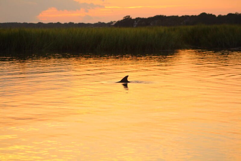 Folly Beach Dolphin Viewing Boat Excursion - A Deep Dive into the Experience