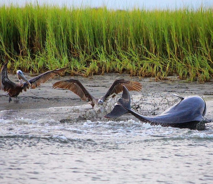 Folly Beach Dolphin Viewing Boat Excursion - Authentic Review Snippets