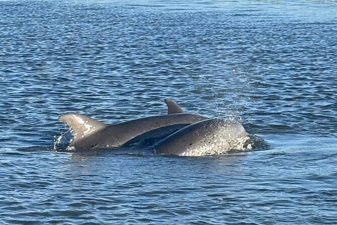Folly Beach Dolphin Watching Trip with A Stop on Morris Island - What to Expect from the Tour