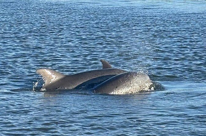 Folly Beach Dolphin Watching Trip with A Stop on Morris Island - Who Will Love This Tour?