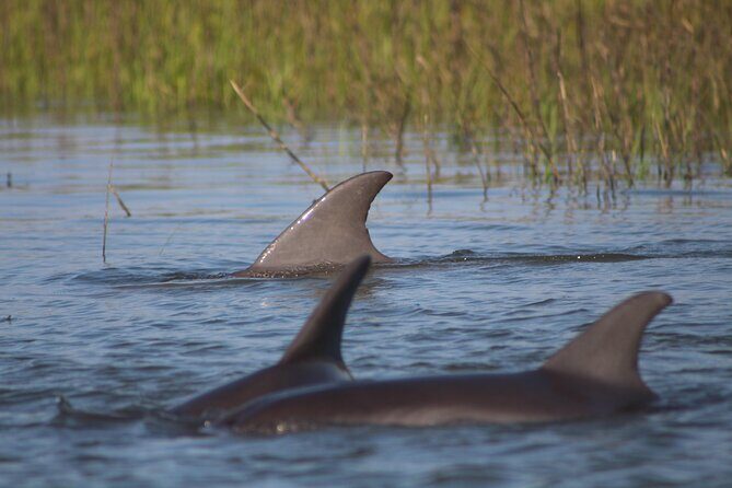 Folly Beach Eco Boat Excursion and Morris Island Drop Off - Key Points
