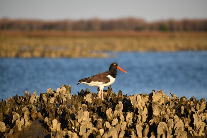 Folly Beach Eco Boat Excursion and Morris Island Drop Off - Who Is This Tour Best For?