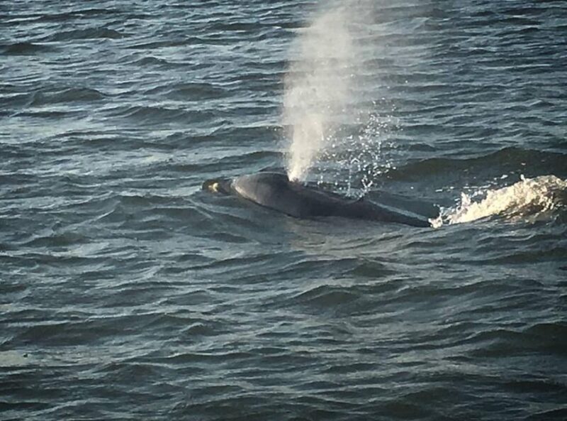 Folly Beach: Sunset Dolphin Boat Tour to Morris Island - What to Expect on the Tour