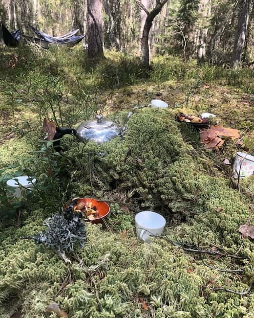 Forest Bathing in Stockholm nature with certified guide - Key Points