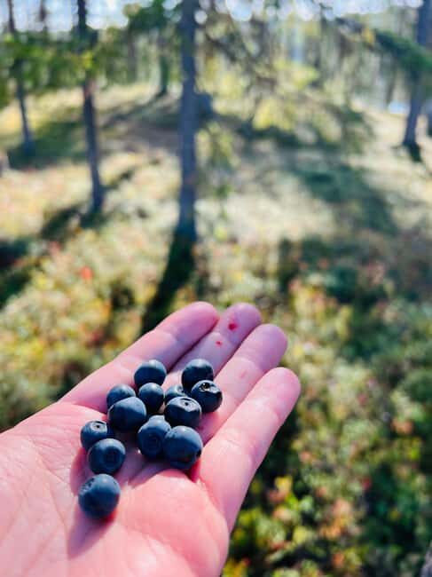 Forest, Castle & Fiskars Village Day Trip from Helsinki - Who Is This Tour Best For?