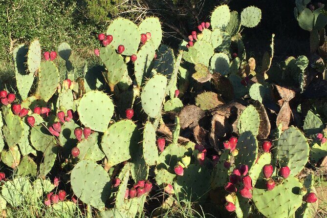 Forest Mindfulness and Embodiment Experience - FAQ