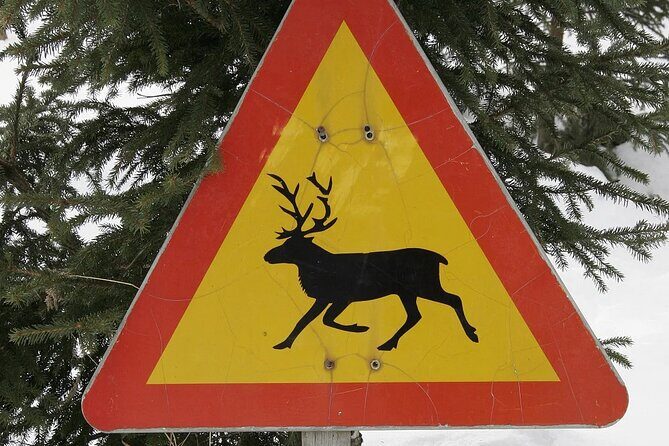 Forest Trail Reindeer Safari - What to Expect from the Tour