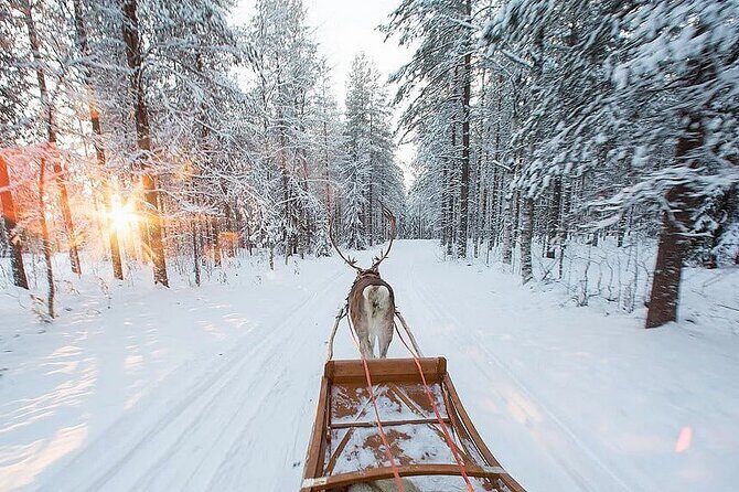 Forest Trail Reindeer Safari - The Bottom Line: Who Should Book?