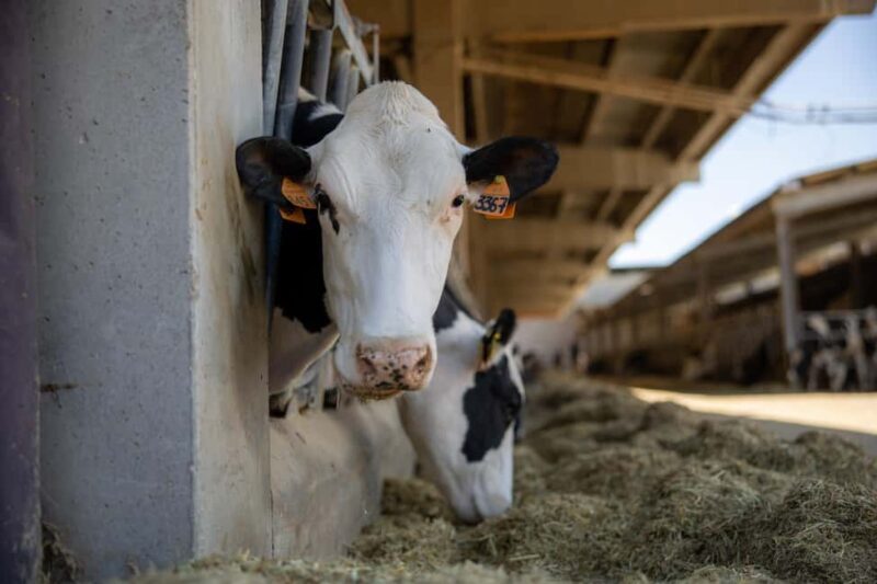 Formigine: Parmigiano tour with full tasting - Practical Tips for Visiting