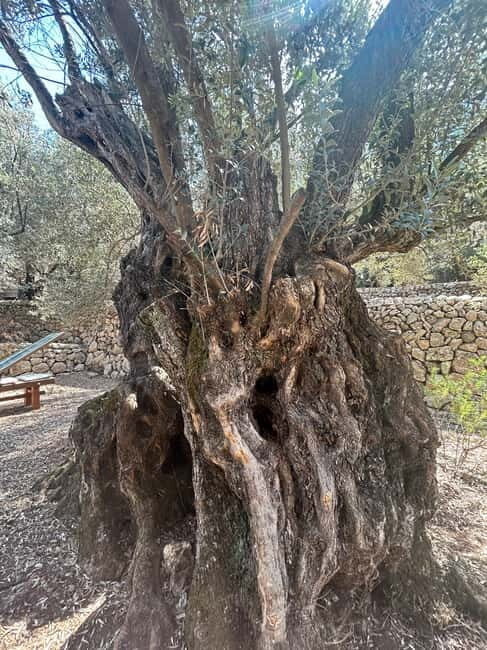 Fornalutx - hiking in the most beautiful valley in Mallorca - Final Thoughts