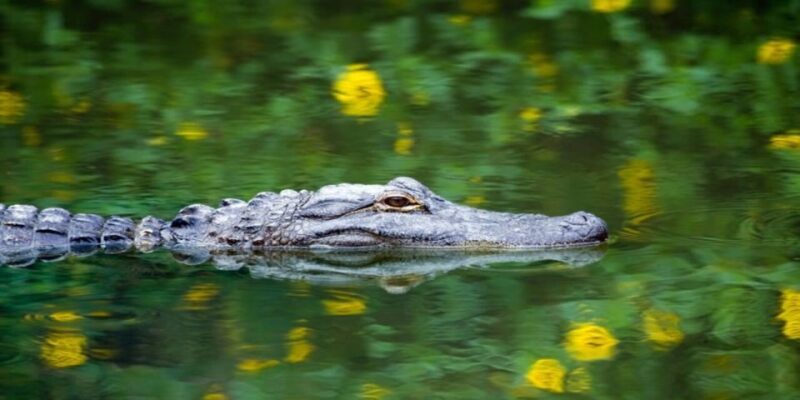 Fort Lauderdale: Everglades Express Tour with Airboat Ride - Key Points