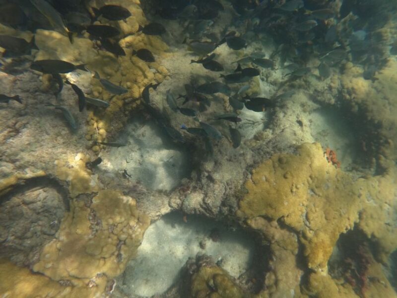 Fort Lauderdale: Guided Snorkeling Reef Tour and Lesson - What the Reviews Say