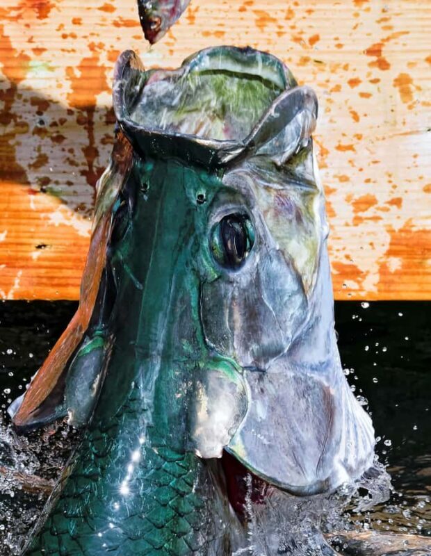 Fort Lauderdale to Islamorada Day Trip - The Full Day Itinerary: What to Expect