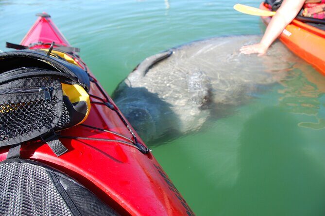 Fort Lauderdales Tropical Kayak Tour and Island Adventure - What to Expect from the Fort Lauderdale Tropical Kayak Tour