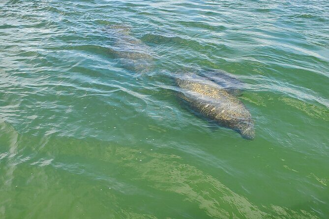 Fort Myers Beach Dolphin & Sightseeing Tour Refreshments Included - The Boat and Amenities