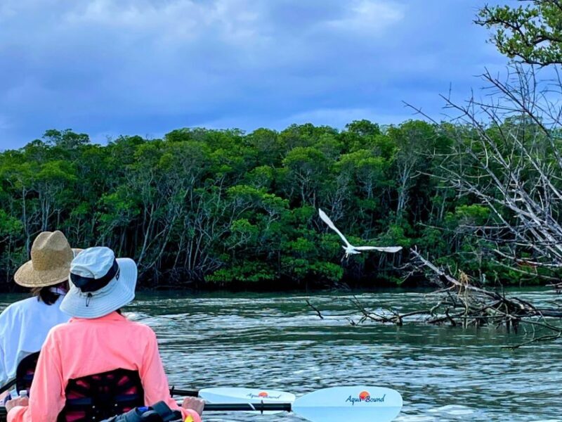 Fort Pierce: 4-hr Mangroves & Dolphin Watch Sandbar in FL - An In-Depth Look at the Fort Pierce Kayak Experience
