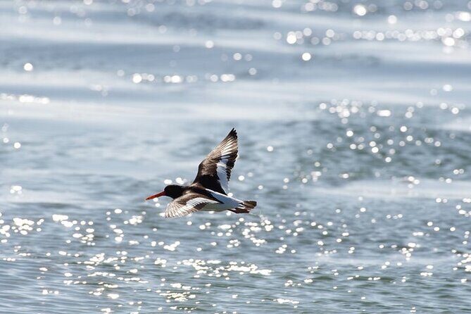 Fort William Seal Island Cruise - FAQ