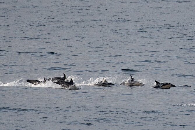 Fort William Seal Island Cruise - Seal Island: How the Crew Helps You Actually See the Seals