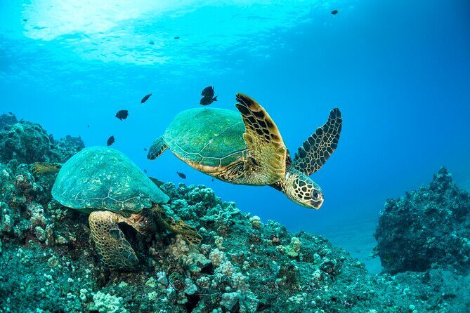 Four Winds Maui Afternoon Snorkel Tour to Coral Gardens - Breaking Down the Experience