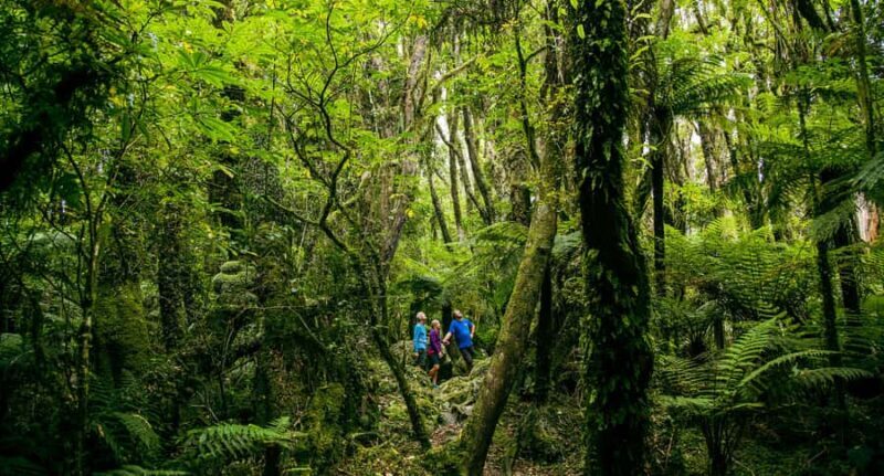 Fox Glacier: Half Day Walking & Nature Tour with Local Guide - What to Expect from This Tour