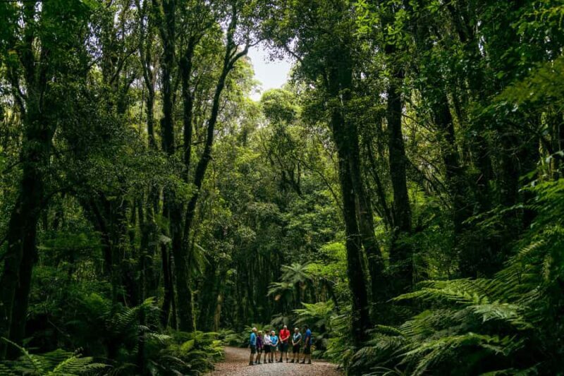 Fox Glacier: Half Day Walking & Nature Tour with Local Guide - The Bottom Line: Is This Tour Worth It?