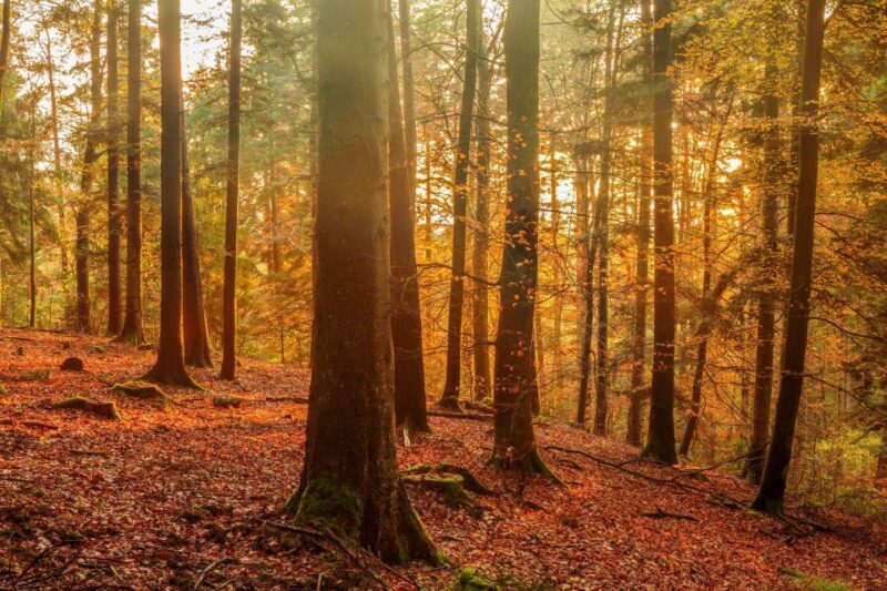 Frankfurt: Full-Day Baden-Baden and Strasbourg Trip - Final Thoughts