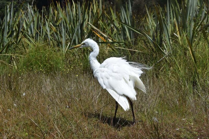Franz Josef Glacier: 2.5-Hour Lake Mapourika Cruise and Walk - Who Is This Tour Best For?