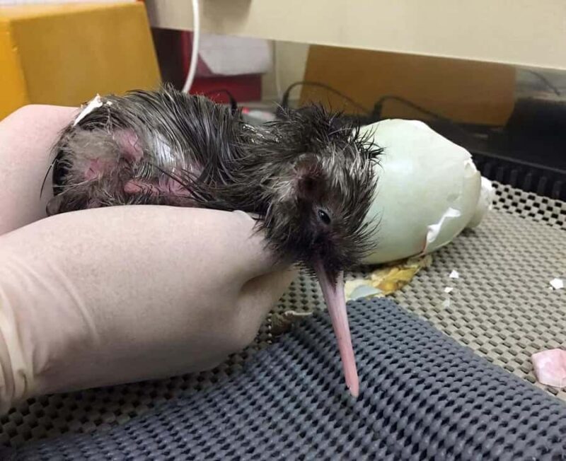 Franz Josef: Kiwi VIP Backstage Pass Tour -Booking Essential - Key Points