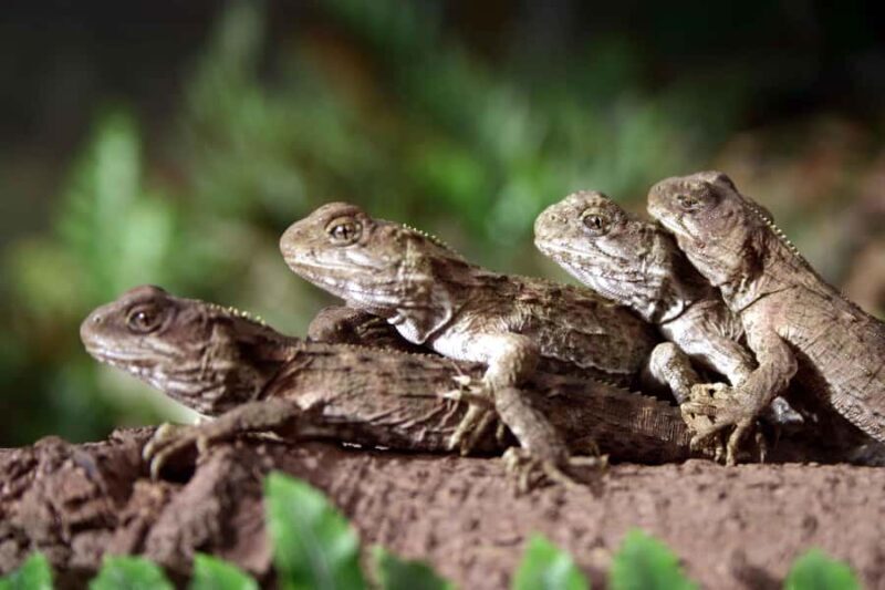 Franz Josef: Kiwi VIP Backstage Pass Tour -Booking Essential - What to Expect from the Tour