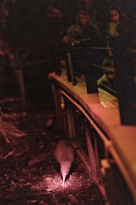 Franz Josef: West Coast Wildlife Centre Entry Ticket -48 hrs - Getting to Know the Wildlife Centre