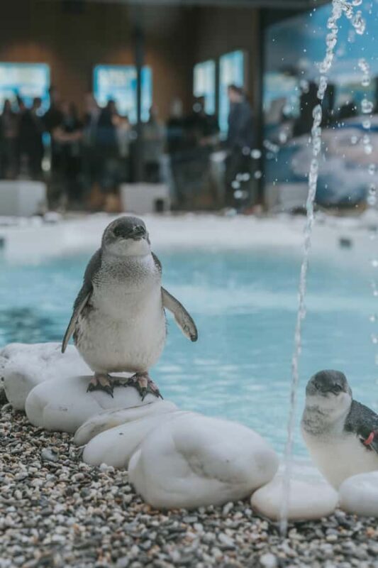 Franz Josef: West Coast Wildlife Centre Entry Ticket -48 hrs - What a Typical Visit Looks Like