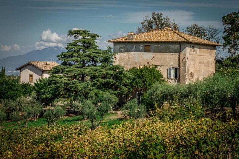 Frascati: Half Day Wine Tour - Key Points