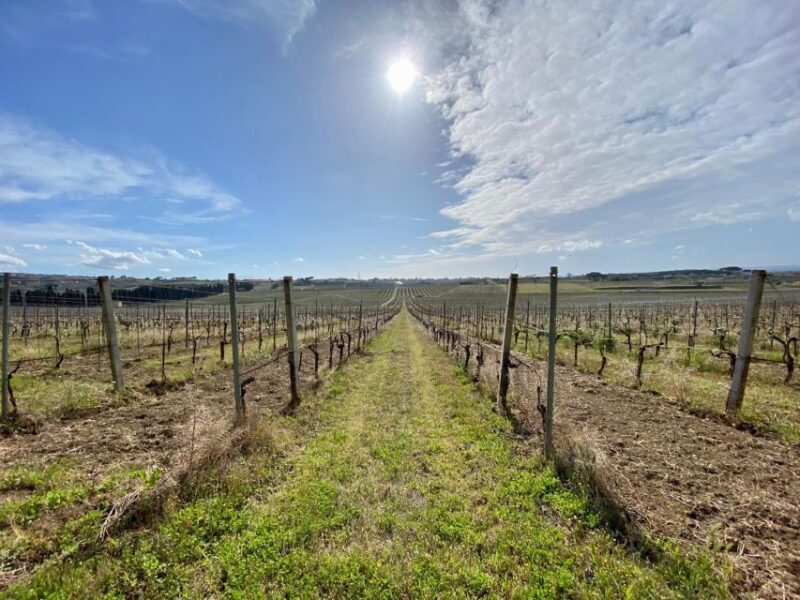 Frascati: Tour in E-Bike with Wine Tasting - Wine Tasting and Vineyard Visits