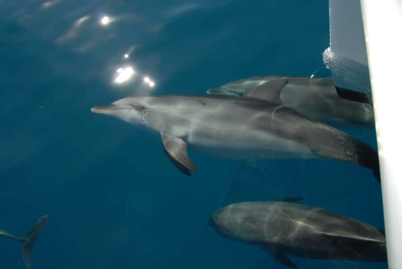 Fraser Island 4-Hour Eco-Sailing Adventure - Final Thoughts