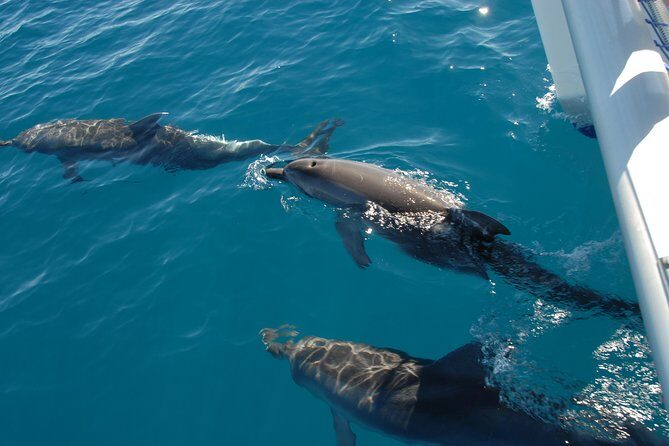 Fraser Island & Dolphin Sailing Adventure - An Honest Deep Dive into the Experience