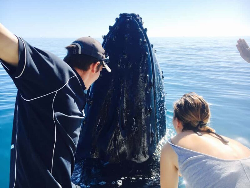 Fraser Island (K'gari): Remote Island and Whale Experience - Practical Details and Considerations