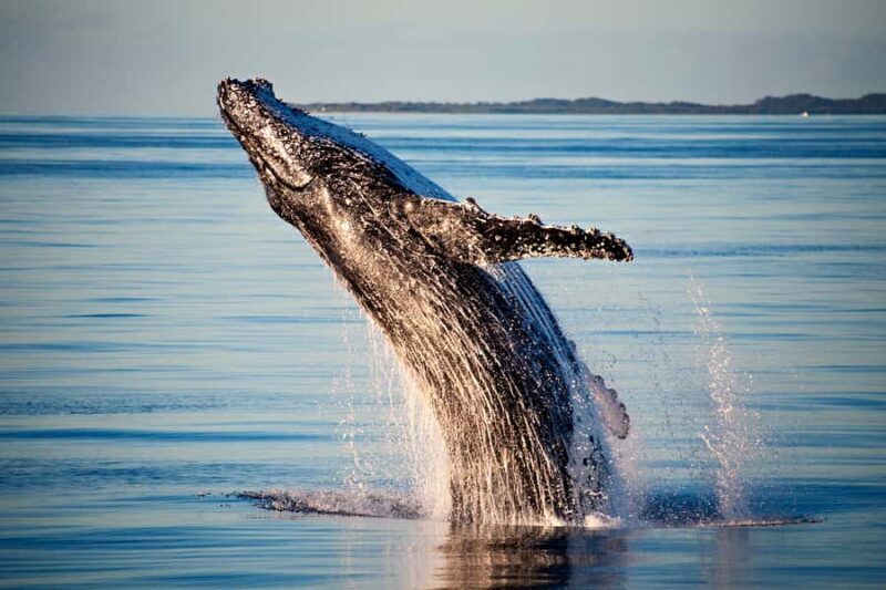 Fraser Island (K'gari): Remote Island and Whale Experience - Final Thoughts