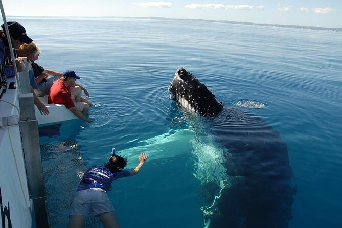 Fraser Island Whale Watch Encounter - Boarding the Eco-Friendly Catamaran