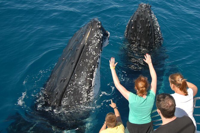 Fraser Island Whale Watch Encounter - Approaching the Whales at Platypus Bay