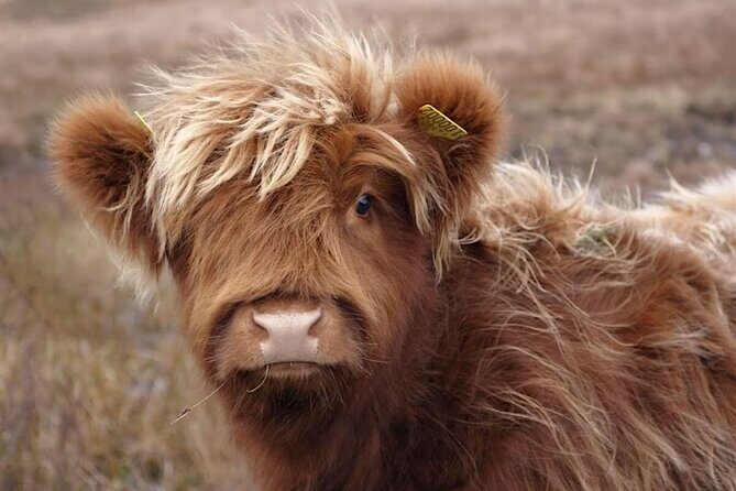 Fredericksburg Cow Cuddling - What Is This Experience Really About?