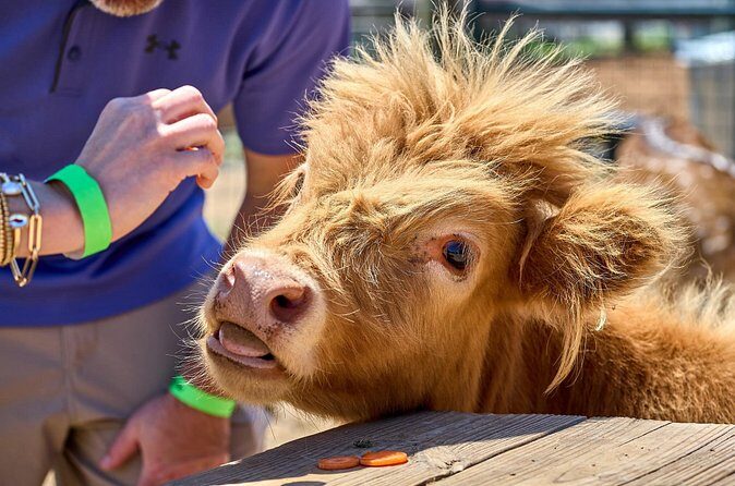 Fredericksburg Cow Cuddling - The Sum Up