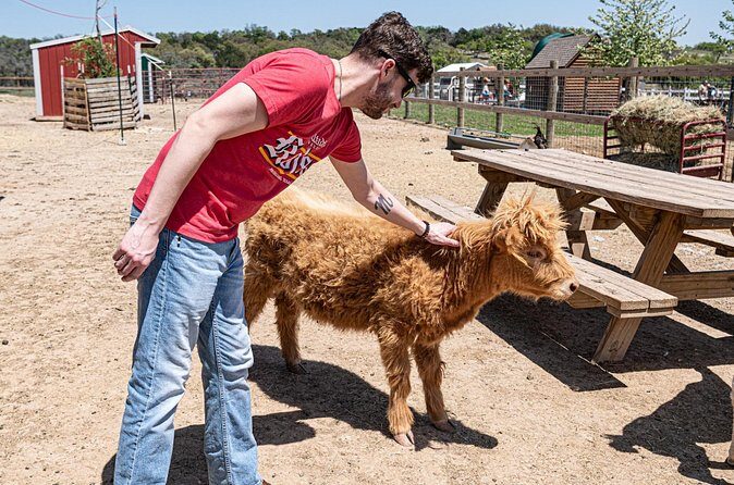 Fredericksburg Cow Cuddling - FAQ