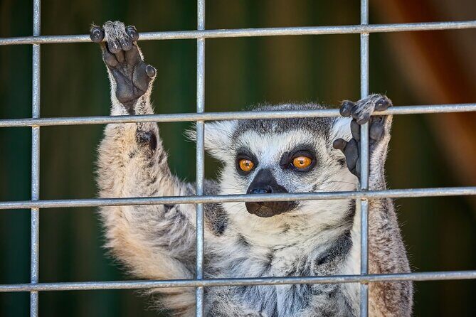 Fredericksburg Safari Tour Without Wine Tasting - What You Can Expect on This Safari Tour