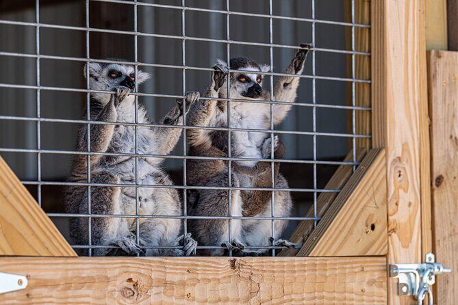 Fredericksburg Safari Tour Without Wine Tasting - Who Should Consider This Tour?