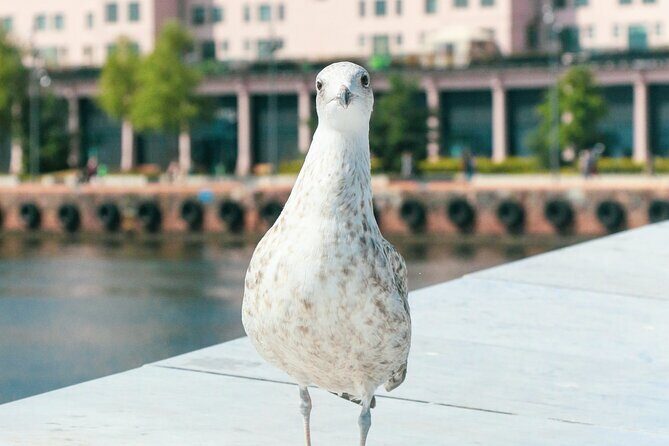 Free City Walking Tour in Oslo - FAQ