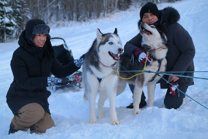 Free Pickup/Drop off: Alaskan Husky Dog Sledding with Free Photo - What to Expect from This Fairbanks Dog Sledding Tour