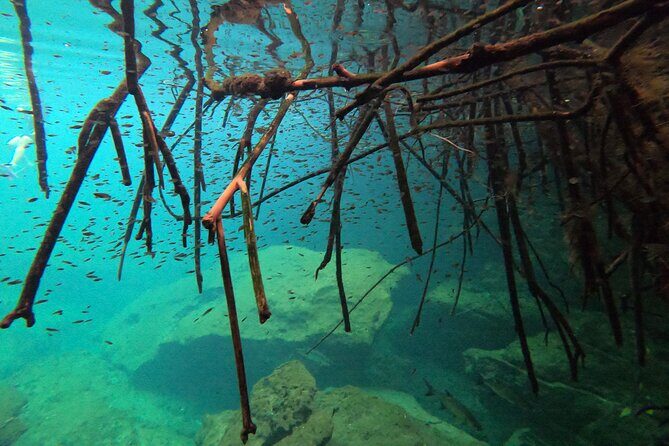 Freediving Intro for Beginners in a Cenote in Tulum Mexico - Price and Value