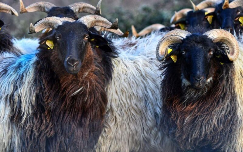 French Basque Country Farms & Food Tour - Stop 2 & 4: Vintage Car Rides